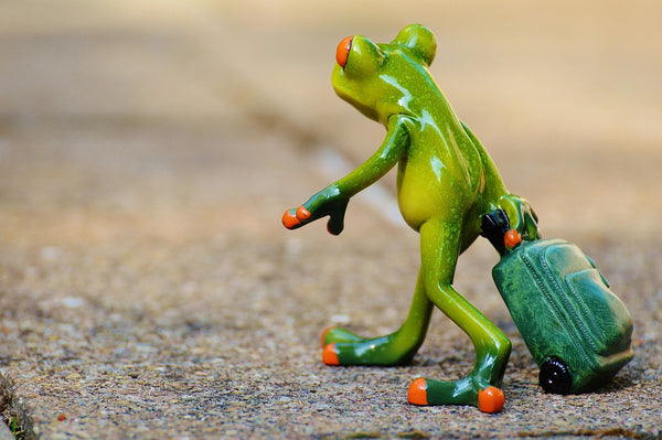 Travelling frog