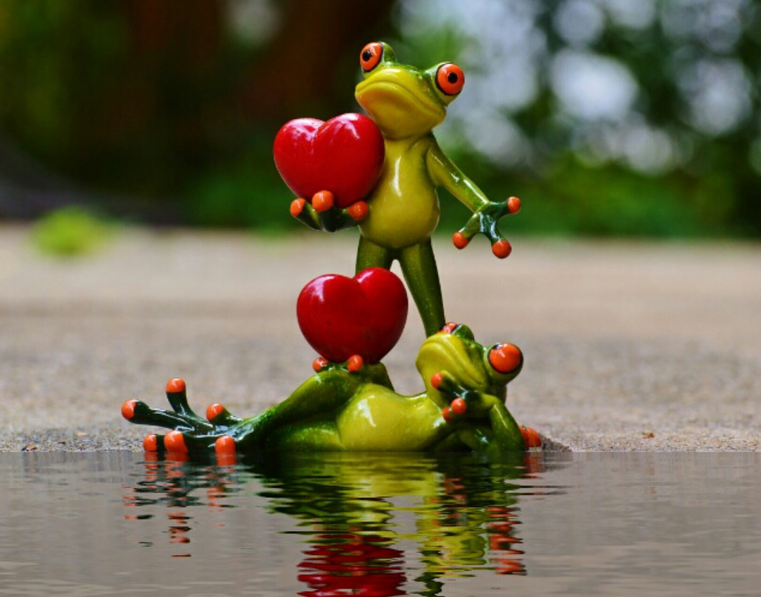 Frogs In Love